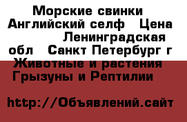 Морские свинки, Английский селф › Цена ­ 2 500 - Ленинградская обл., Санкт-Петербург г. Животные и растения » Грызуны и Рептилии   